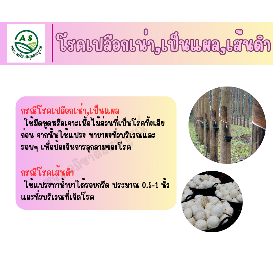 ดินแดงทาหน้ายาง 1 กก. ยับยั้งเชื้อรา หน้ายางนิ่ม แผลหายไว น้ำยางไหลดี สำหรับสวนยางพารา [3006] ราคา ถูกที่สุด ดีลบีเคเค แกลเลอรีภาพที่ 5