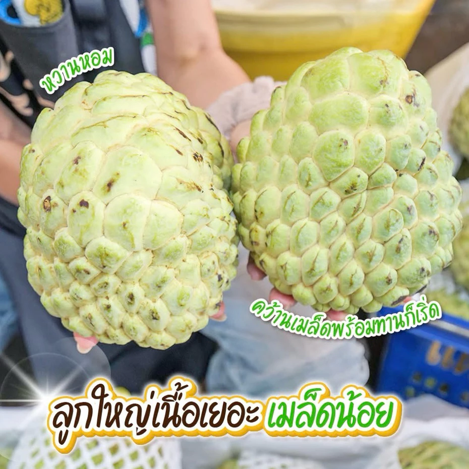‼️ น้อยหน่าเพชรปากช่อง ❣️ไซต์3-4ลูกโล เก็บสดจากสวน ห่อกันกระแทกทุกลูก❣️เครมได้📌จัดส่งแบบดิบ