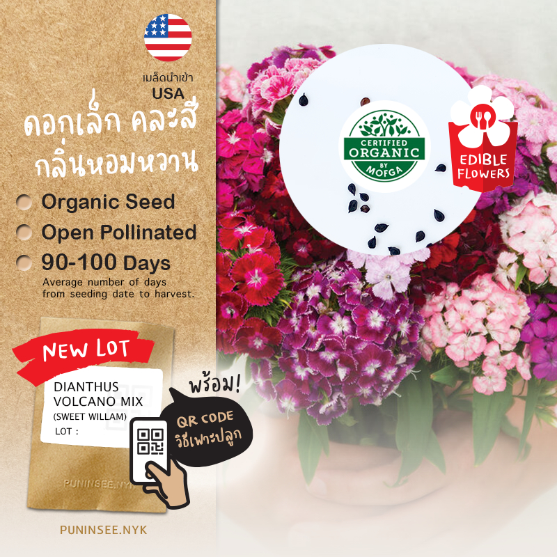 เมล็ดดอกไม้นำเข้า ผีเสื้อ Dianthus Volcano (Organic Seed) Sweet William ไดแอนทัส ดอกไม้กินได้