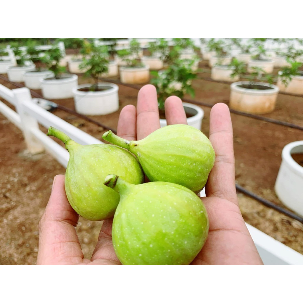 Figs Cutting – กิ่งชำมะเดื่อฝรั่งพันธุ์ลองดุจ (LDA Longue d' Aout) 1ชุด/2กิ่ง