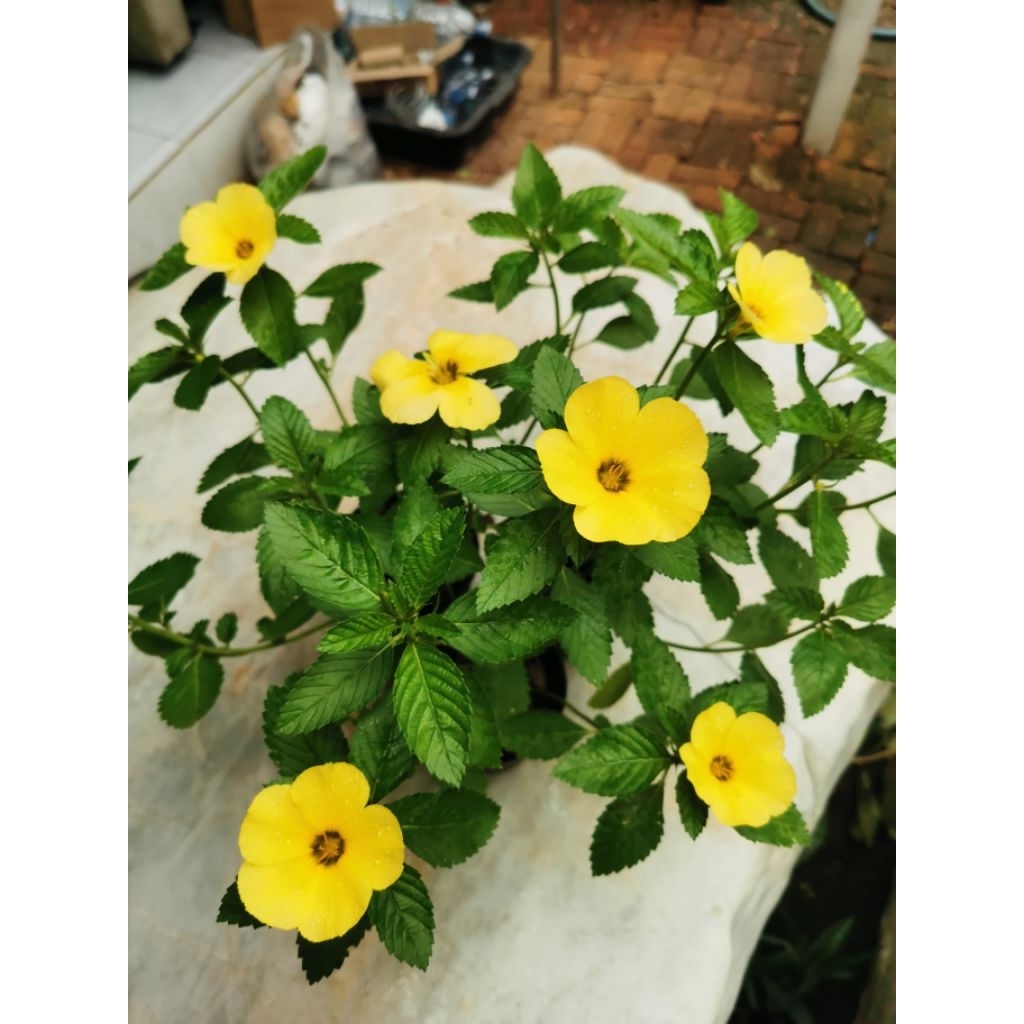 ต้นบานเช้า​ ไม้ดอก​ไม้ประดับ​อายุหลายปี​ - รูปที่ 3