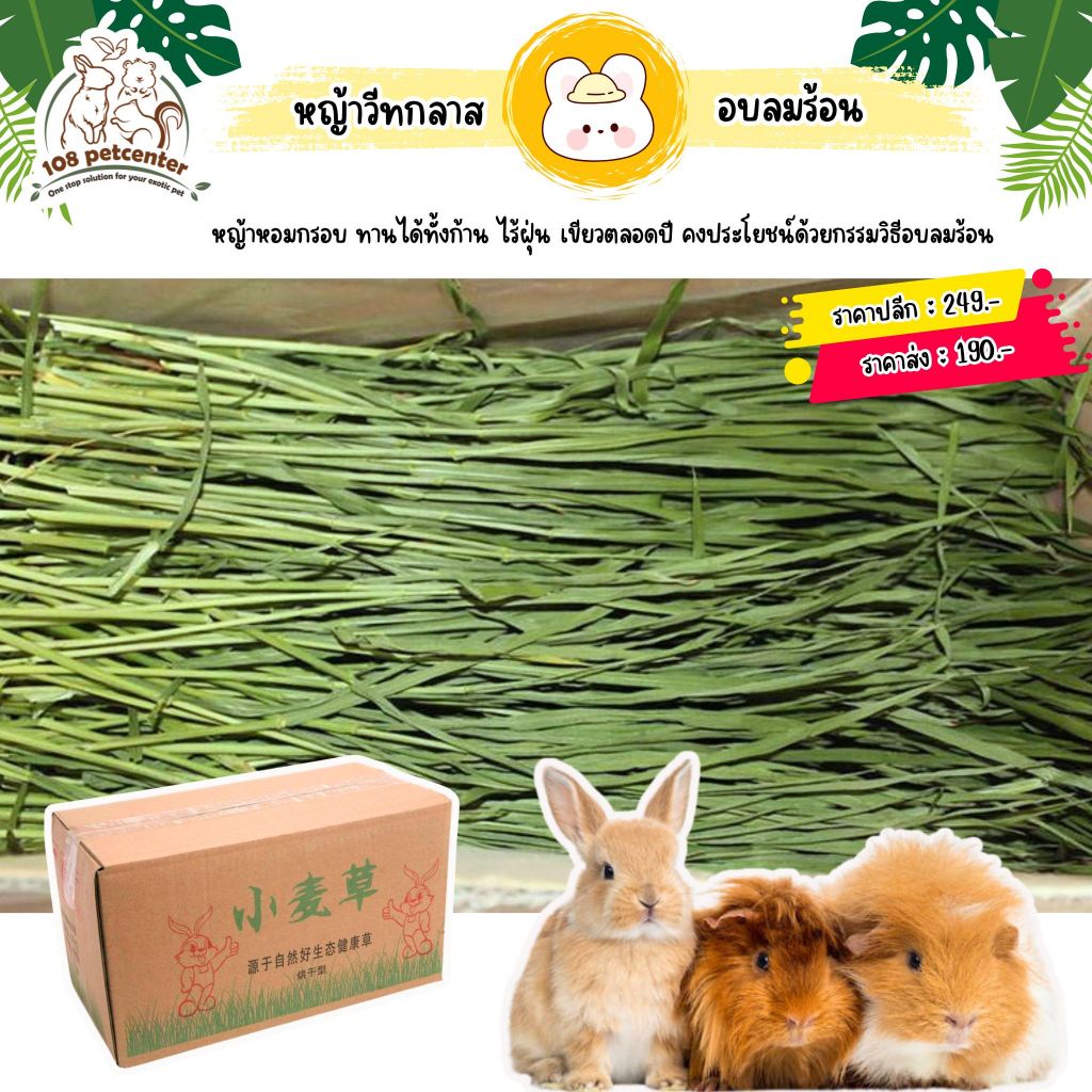หญ้าวีทกลาสอบลมร้อน อาหารกระต่าย อาหารสัตว์เล็ก แกสบี้ แพรี่ด็อก (108pet)