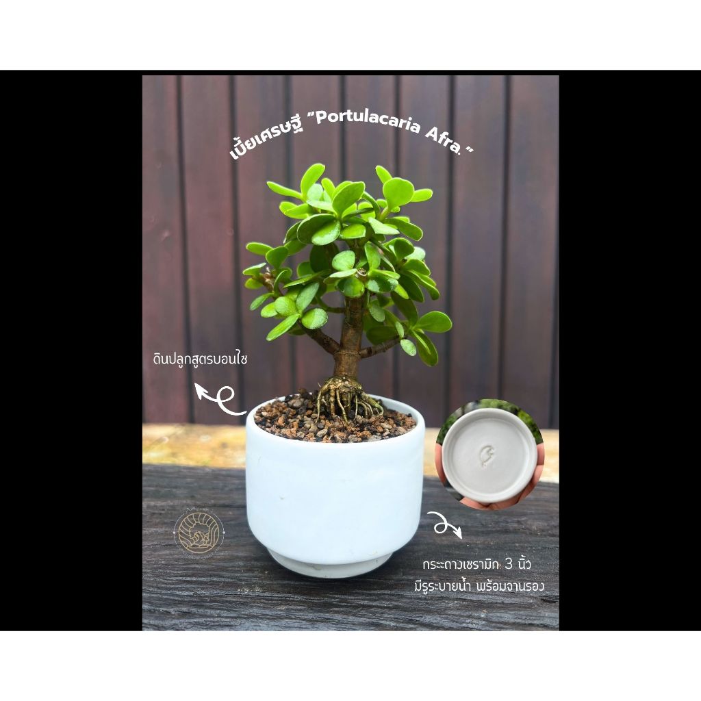 เบี้ยเศรษฐี "Portulacaria Afra." บอนไซจิ๋วในกระถางเซรามิก mini bonsai in ceramic pots.