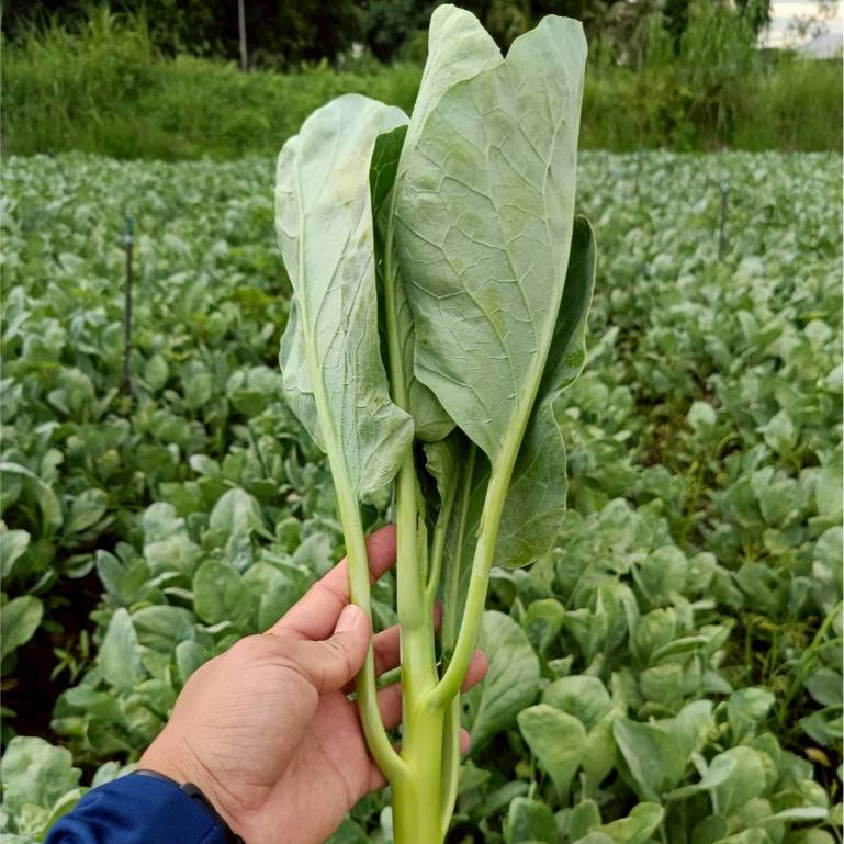 เมล็ดพันธุ์ คะน้าซามูไร (ถุงใหญ่)