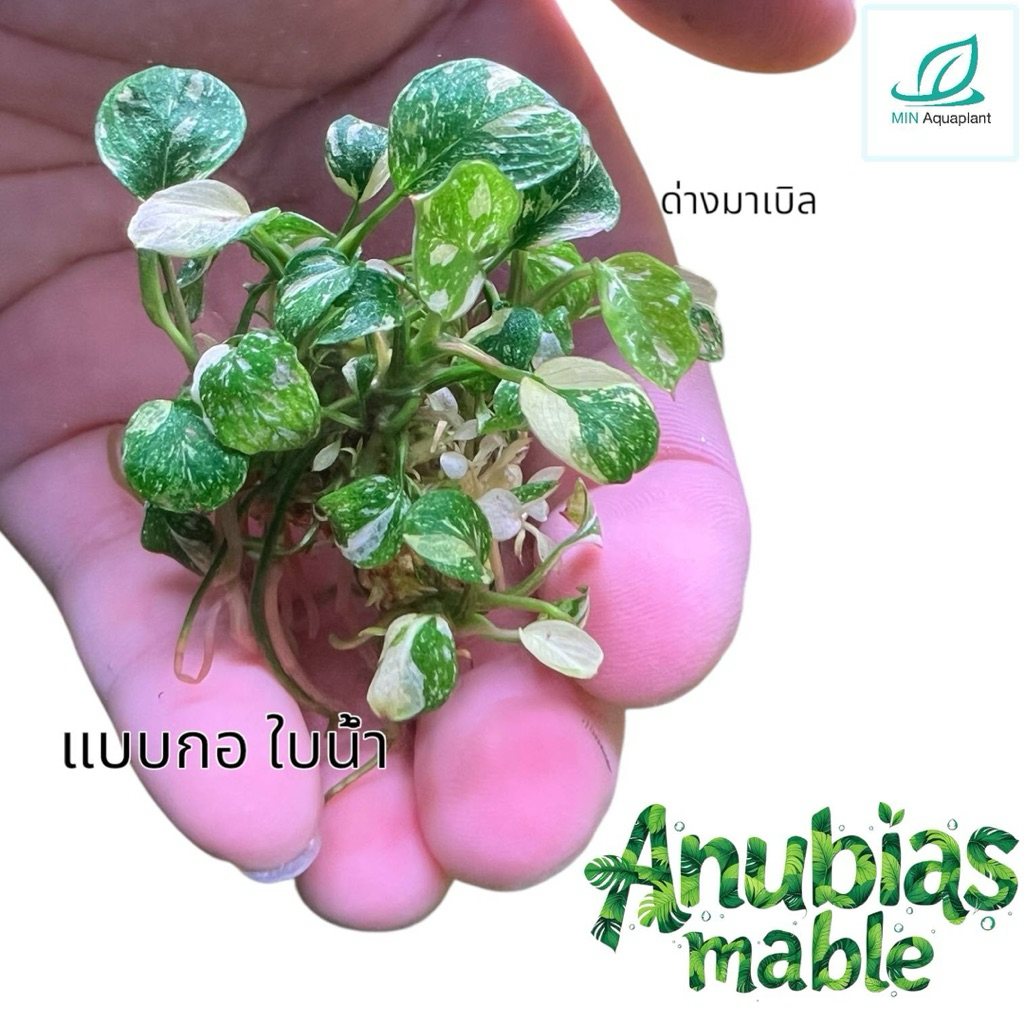 อนูเบียสด่างมาเบิล anubias mable