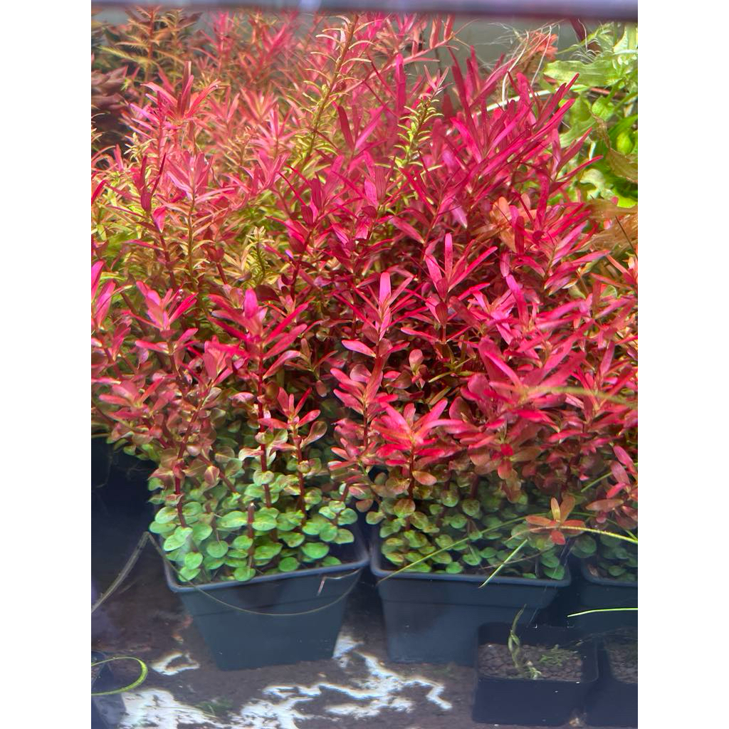 Rotala colorata (ရိုတလာ ကိုရိုလတာ) ရေတွင်းပင်/ရေကန်အတွက် ရေတိုင်ပင်
