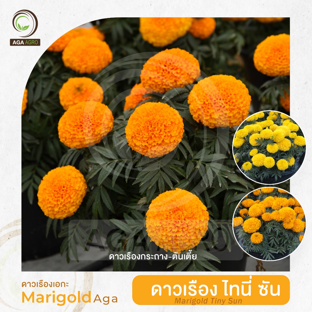 ดาวเรืองเอกะ I "ดาวเรือง ไทนี่ซัน" ต้นเตี้ย ปรับปรุงพันธุ์ในไทย ทนต่อทุกสภาอากาศ-100เมล็ด-Marigold TinySun
