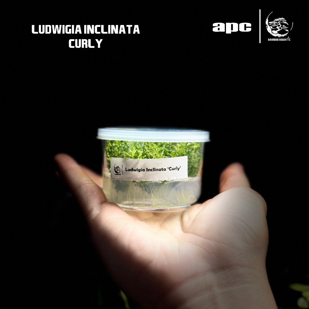 [ APC ] ไม้เนื้อเยื่อ Ludwigia Inclinata 'Curly'