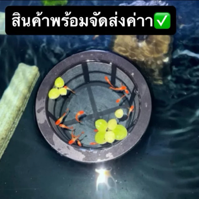 กระชังขังลูกปลาแรกเกิด DIY ลอยน้ำ / กรองใหญ่ฝาถังพ่นยาขอบ 11.8cm thumbnail 4