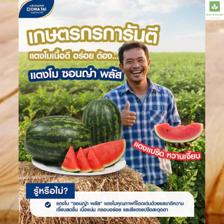40กรัม/ซอง ซอนญ่า พลัส เมล็ดพันธุ์แตงโม เจียไต๋ ซอนย่า พลัส แตงโมซอนญ่าพลัส