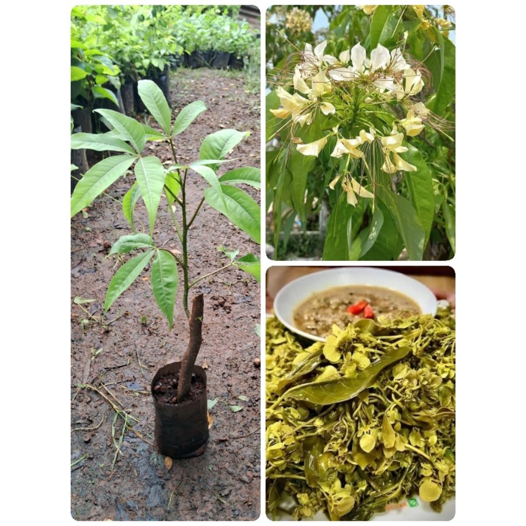 ต้นผักกุ่มน้ำ🌱🌱(กิ่งชำ)ชุด2ต้น99บาท ต้นพร้อมปลูก