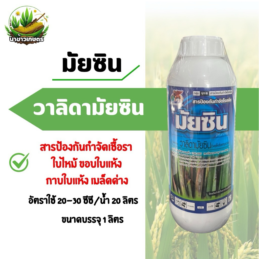 แซดมัยซิน 1ลิตร วาลิดามัยซิน กำจัดเชื้อราในนาข้าว กาบใบแห้ง ใบเหลือง เน่าคอรวง ใบเหลือง ใบไหม้ โรคเชื้อราในนาข้าว