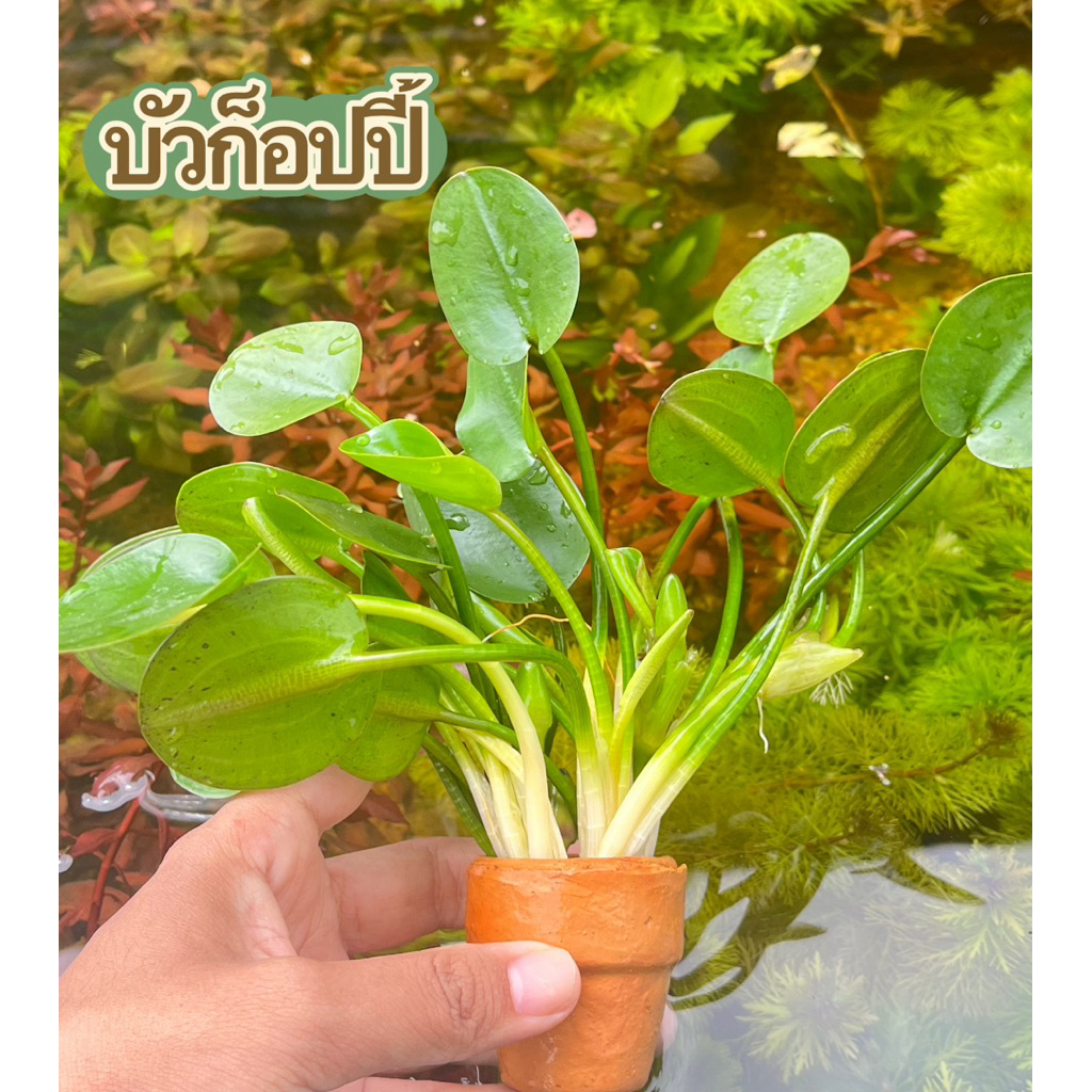 บัวก็อปปี้(แบบกระถาง)