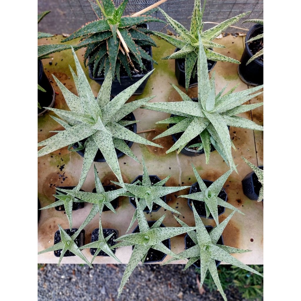 อะโล จิ้งจอกขาว Aloe White Fox ที่สีขาวหรือสีเงิน แบ่งในกระถาง 2"และ 3" ส่งถอดกระถาง