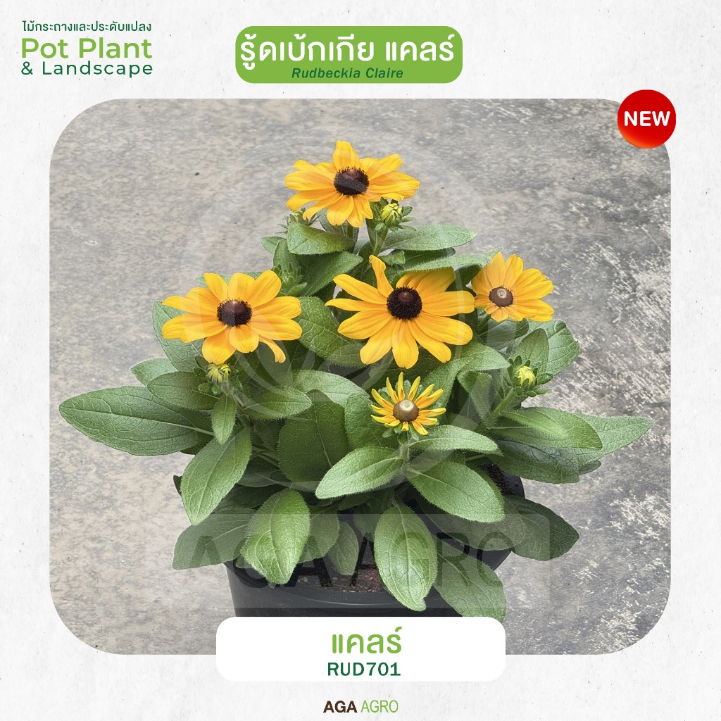 AGA AGRO I "รู้ดเบ้กเกีย แคลร์" สายพันธุ์ใหม่ ต้นเตี้ย รูปที่ 6