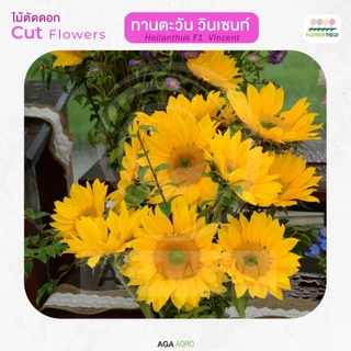 AGA AGRO I "ทานตะวัน วินเซนท์" ตัดดอก สายพันธุ์ยอดนิยมตลอดกาล-100เมล็ด-Helianthus Vincent