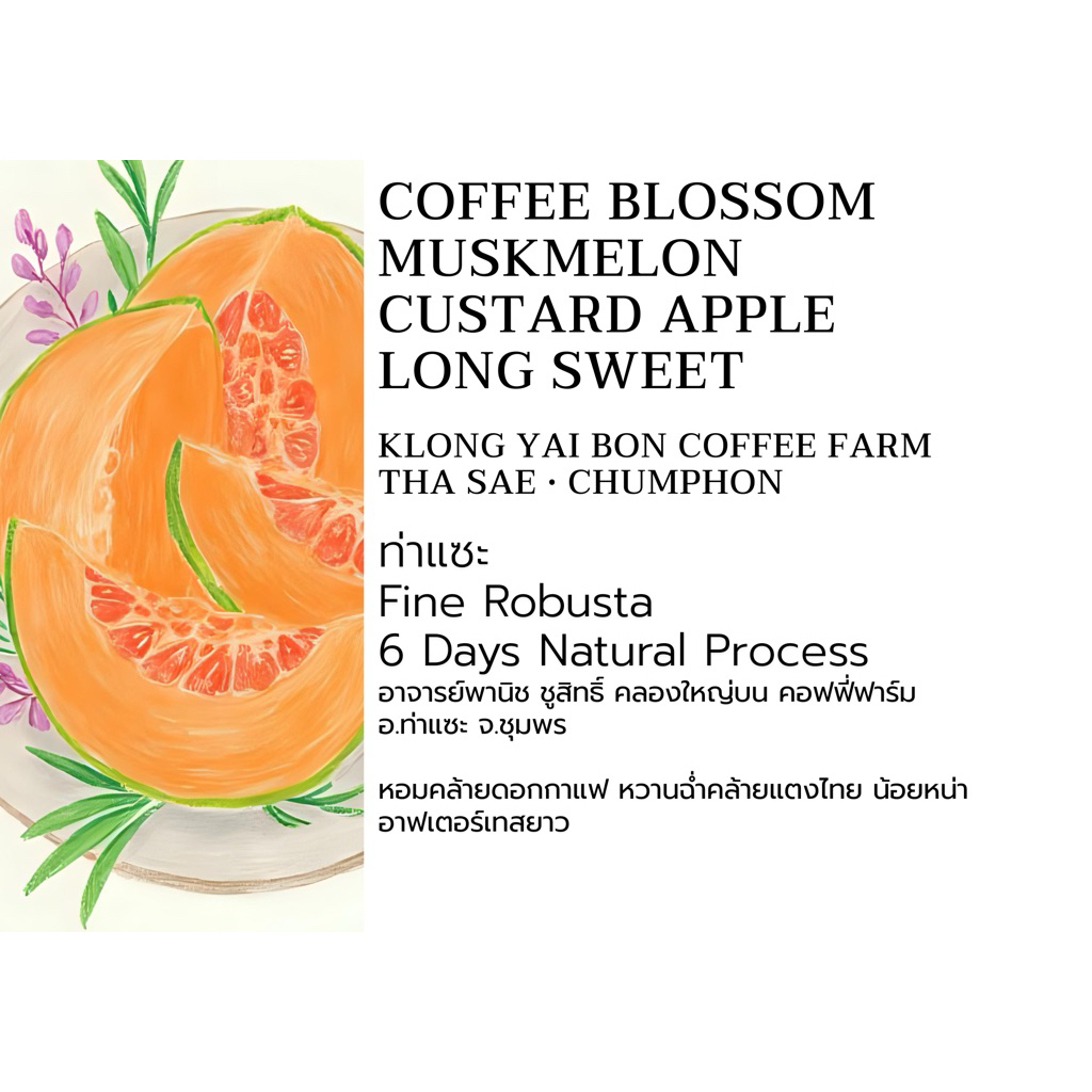 เมล็ดกาแฟ ท่าแซะ Fine Robusta • 6 Days Natural