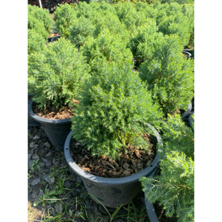 สนบอมออสเตเลีย กระถาง 11“ ฟอร์มพุ่ม ใบแน่น