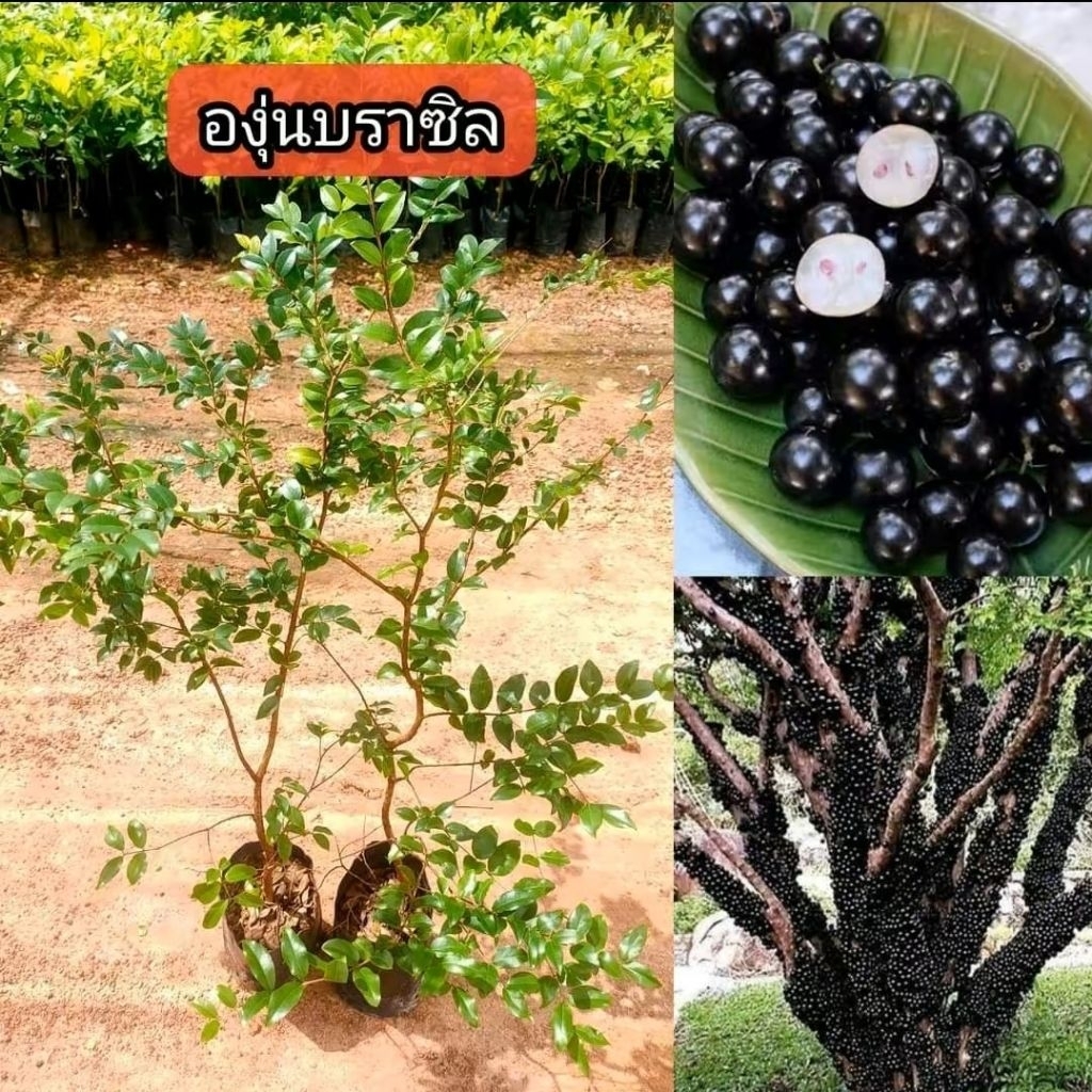 ต้นองุ่นบราซิล ผลไม้ 7 รสชาติ ขนาดที่จัดส่ง สูง 30-40 ซม.