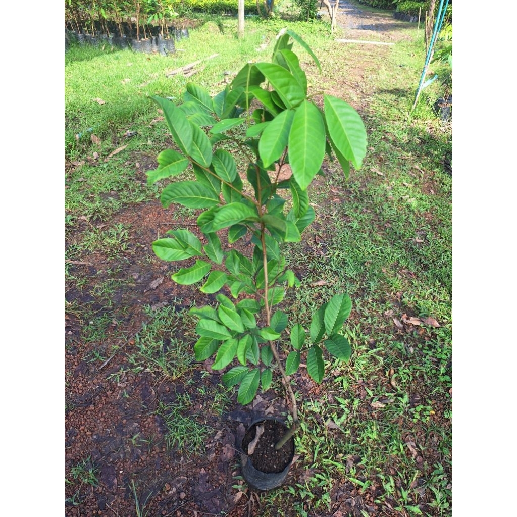 ต้นเงาะโรงเรียนนาสาร  ติดตา 1 ปีติดผล ต้นพันธุ์สูง 80-100 ซม. - รูปที่ 2