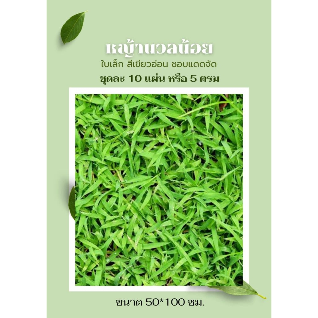 หญ้านวลน้อย 10 แผ่น หรือ 5 ตรม หญ้าปูสนาม สดใหม่จากไร่ ทนแดดทนฝน เหมาะกับทุกสภาพดิน