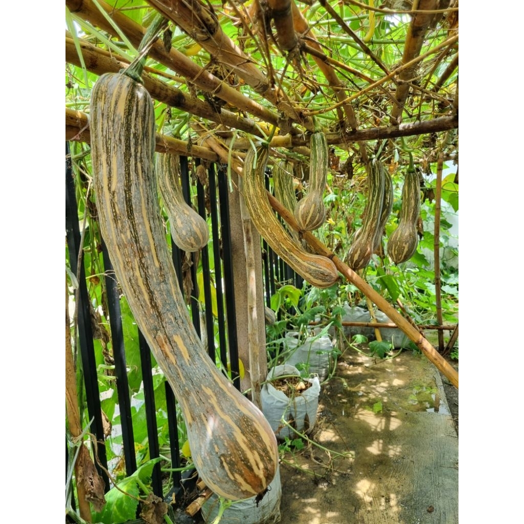 เมล็ดฟักทองเงือกสองใจพันธุ์แท้ รูปทรงยาวสวย  25+5 เมล็ด