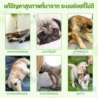 Worafy Probiotic & Enzyme โปรไบโอติคสุนัข อาเจียน อาการท้องเสีย ท้องอืด ปรับลำไส้ ปากเหม็น