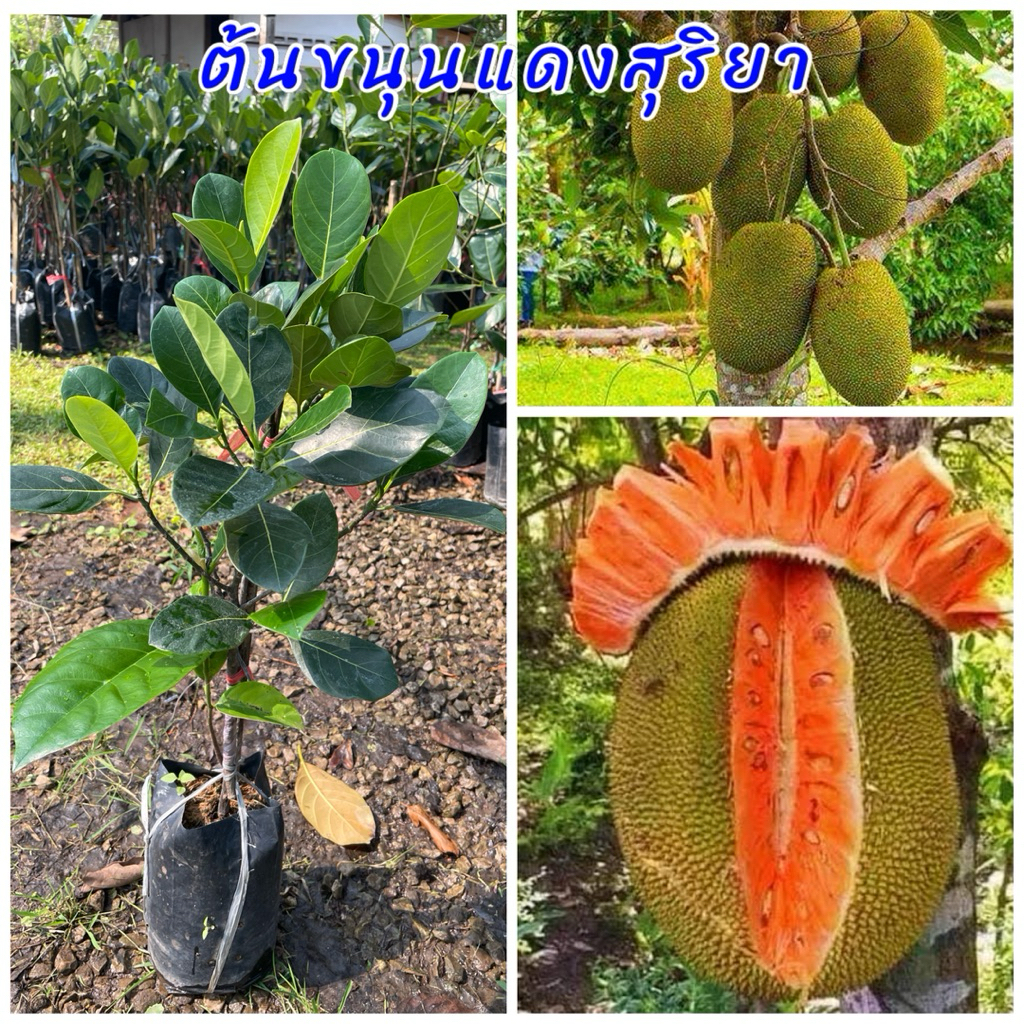 ต้นขนุนแดงสุริยา ทาบกิ่ง ต้นเตี้ย หวานกรอบอร่อย ต้นพันธุ์แข็งแรง