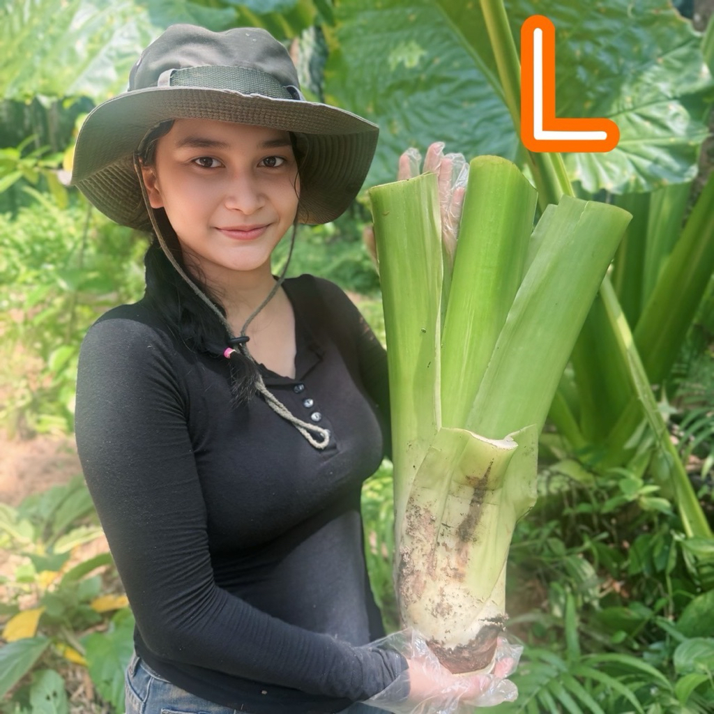 ต้นบอลกระดาษขนาด L ไม้ฟอกอากาศ