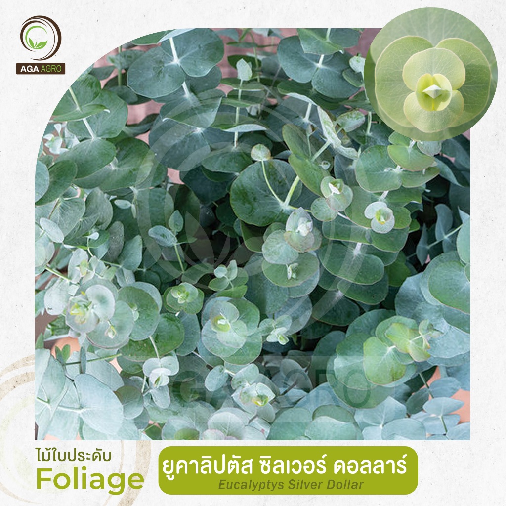AGA AGRO I "ยูคาลิปตัส  ซิลเวอร์ ดอลลาร์"  ใบกลม สีเทาเงิน-50&100เมล็ด-Eucalyptus