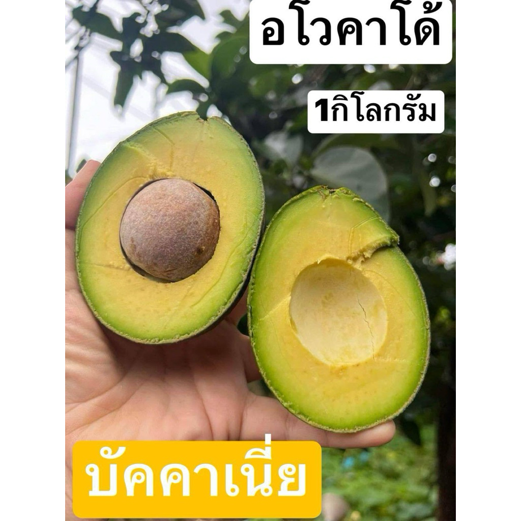 #อโวคาโด้ #บัคคาเนี่ย1กิโลขนาดใหญ่ เนื้อเหนียวมันเนยหนึบ พร้อมส่ง