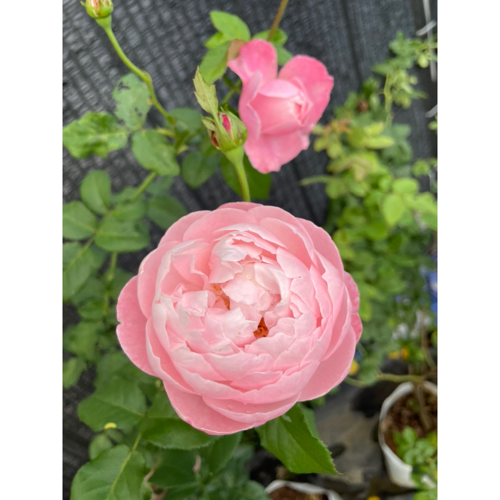 กุหลาบพลูม (Plume rose) สีชมพูอ่อน ดอกทรงถ้วย