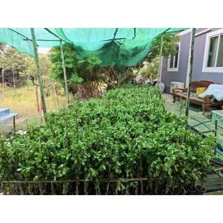 ต้นแก้วเจ้าจอมพันธุ์ผสม 4+6 (10)ใบ (กิ่งตอนสูง 60-70 ซม) ค่ะ