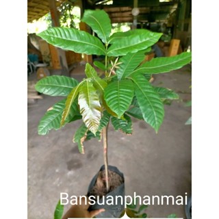 ต้นลำไยคริสตัล แดงจัมโบ้ ต้นเพาะเมล็ด สูง 30-40 ซม.