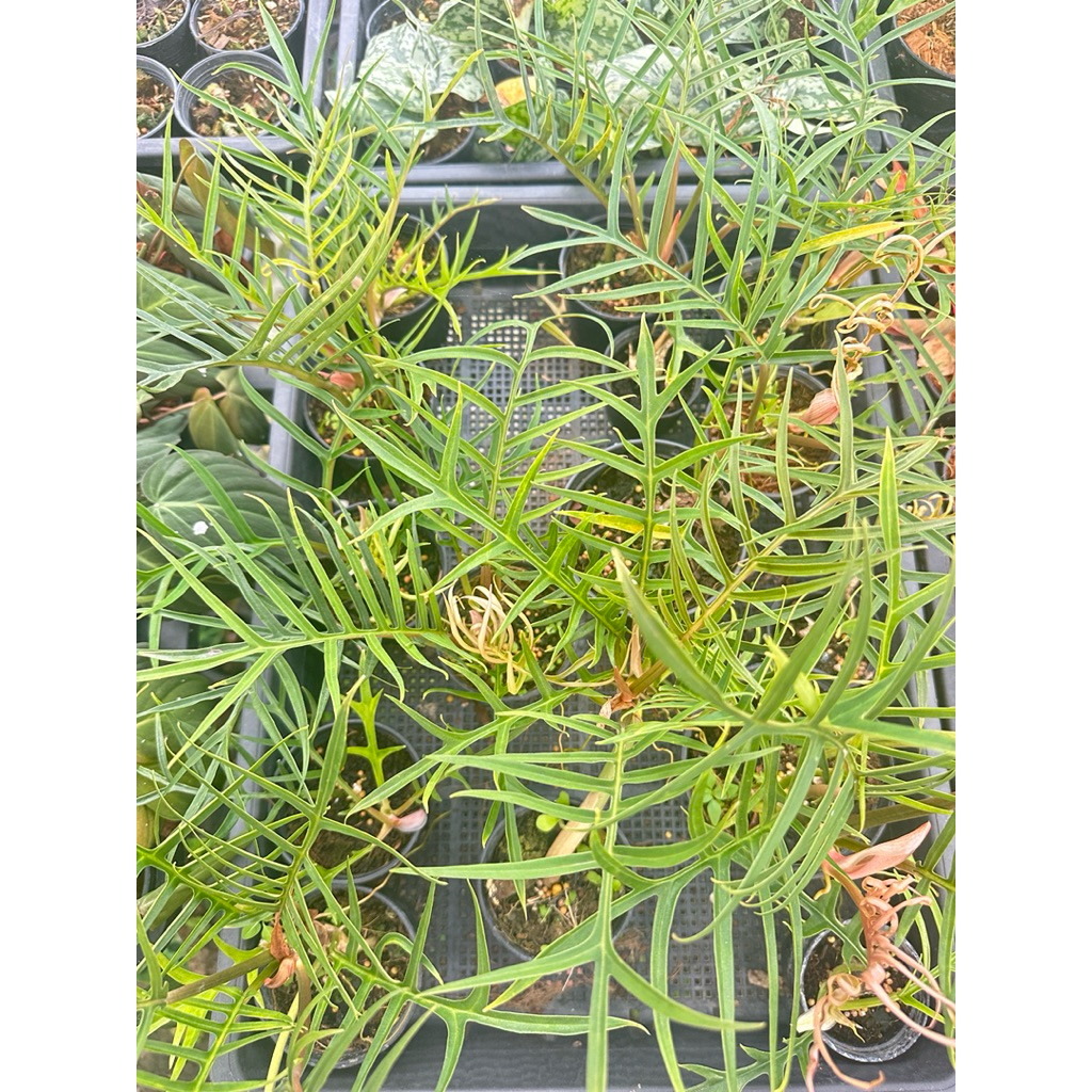 ฟิโลเดนดรอน ทอทัม philodendron tortum