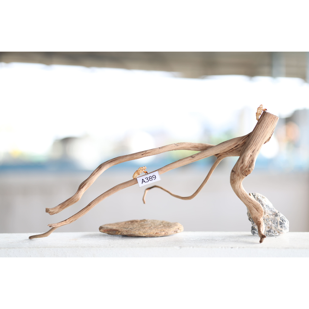 ขอนไม้ Set A389   Natural Wood