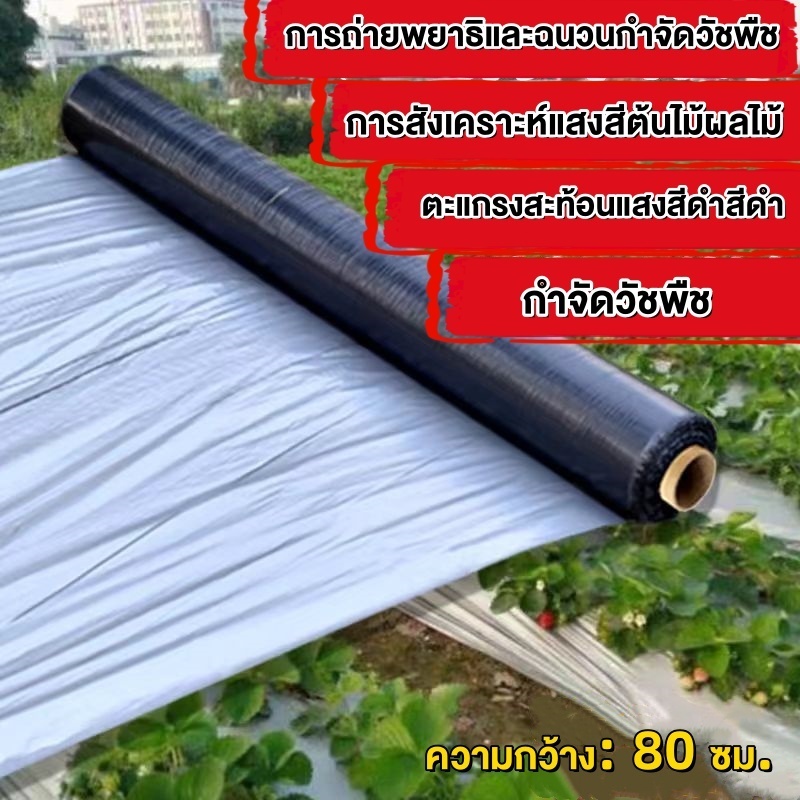 พลาสติกคลุมดินสีดำเงิน กว้าง 0.8 เมตร ยาว 400หลา (360เมตร) ไม่เจาะรู