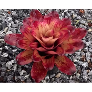 สับปะรดสีNeo. Strawberry roan ขนาดกระถาง6นิ้ว ส่งแบบถอดกระถาง