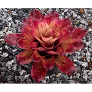 สับปะรดสีNeo. Strawberry roan ขนาดกระถาง6นิ้ว ส่งแบบถอดกระถาง