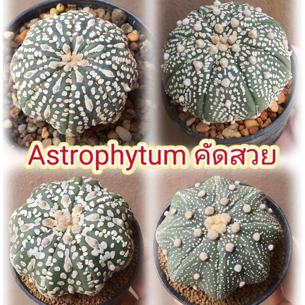 แอสโตร star shape นูดัม แอสทีเรียส แคคตัส ทรงปลาดาว ทรงเว้า ไม้เมล็ด มีรอยใต้โคนต้นบ้าง ไม่มีผลต่อการเจริญเติบโต