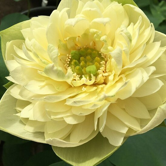 5 เมล็ด บัว สายพันธุ์ GOLDEN APPLE YELLOW LOTUS สีเหลือง