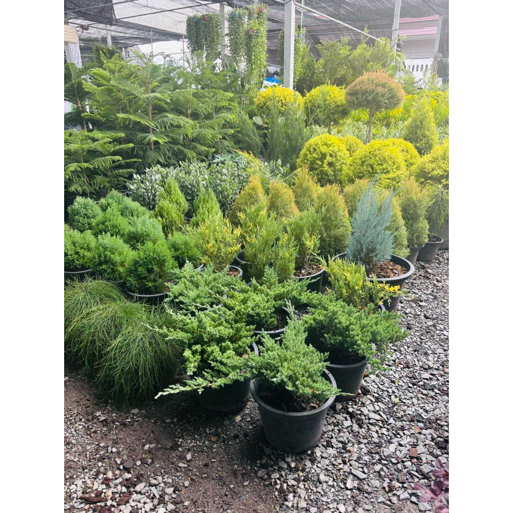สนเลื้อยJuniperus procumbens (Endl.) Miq. กระถาง11นิ้ว สนเลื้อย ไม้ประดับทำบอนไซยอดนิยมที่ปลูกง่ายดูแลไม่ยุ่งยาก