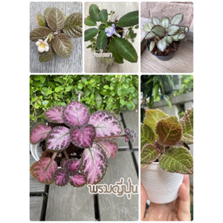 ต้นพรมญี่ปุ่น หลายสายพันธ์ุ ไม้คลุมดิน ต้นไม้ฟอกอากาศ ไม้ประ…