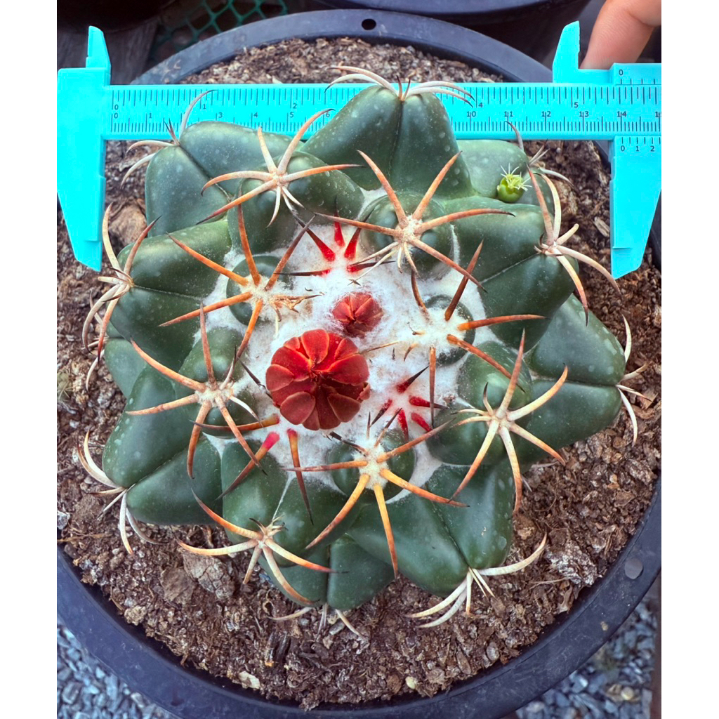 กระบองเพชรไซต์ L แคคตัส สายพันธุ์ช้าง Coryphantha elephantidens ดอกชมพู ไซส์แม่พันธุ์ ต้นใหญ่มาก ปลูกในกระถาง 10 นิ้ว