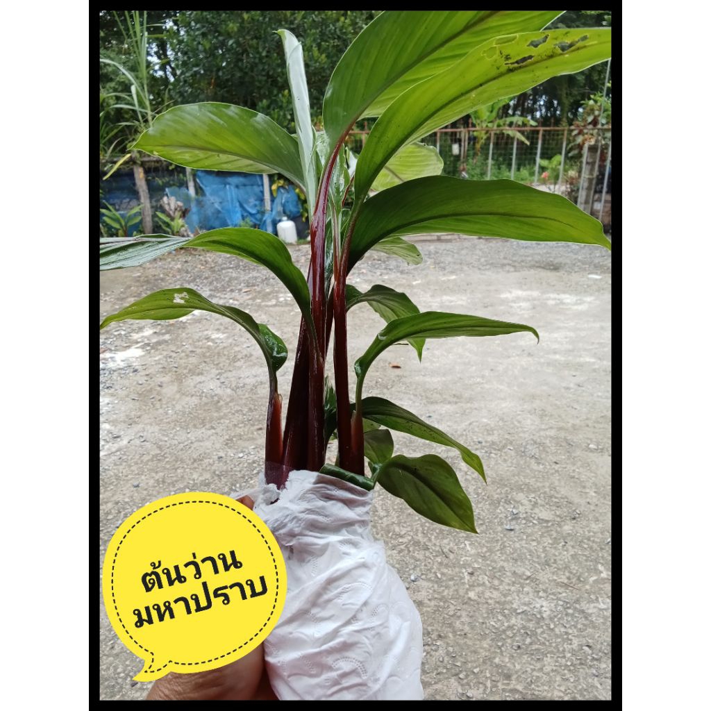 ต้นว่านมหาปราบว่านมงคลชุด2(ส่งล้างรากตัดใบ)15-20ซม)