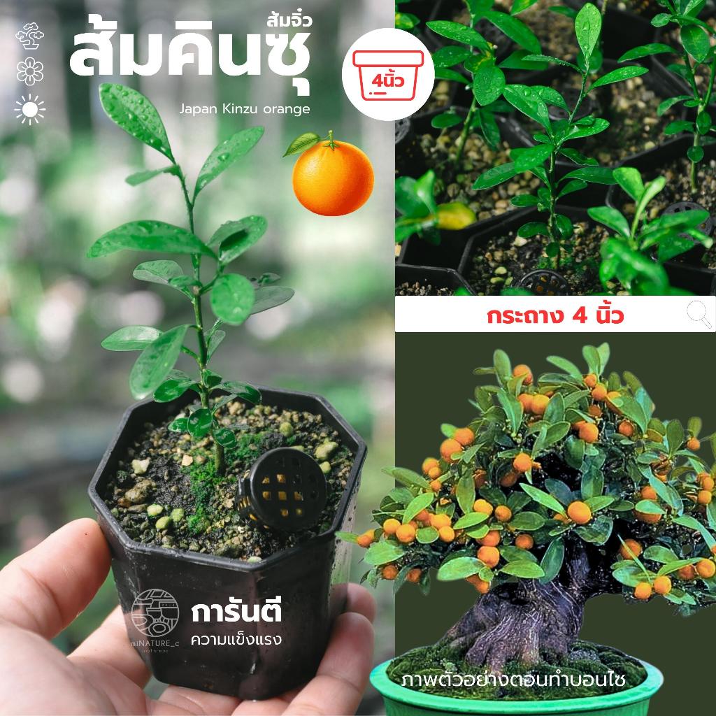 ส้มคินสุ ส้มญี่ปุ่น kinzu orange by minature_c