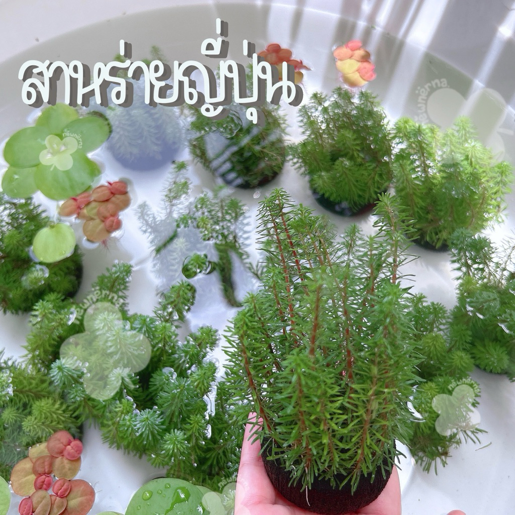 [ไม้น้ำเลี้ยงง่าย] สาหร่ายญี่ปุ่น  โรทาร่า วาลิซี่ สำหรับตกแต่งตู้ปลา อ่างปลา อ่างบัว ตู้ไม้น้ำ