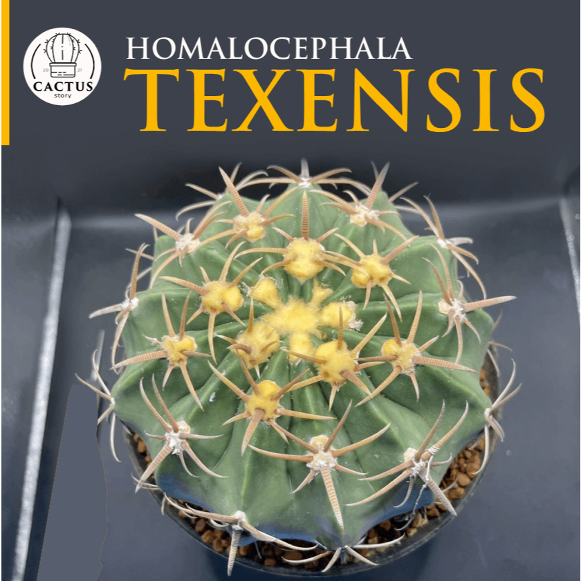 😈😈😈homalocephala texensis😈😈😈 ไม้เมล็ด กระถาง 6 นิ้ว