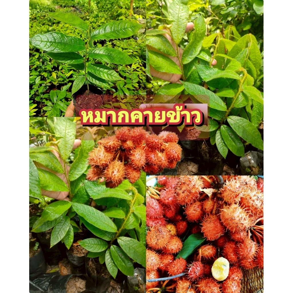 ต้นหมากคายข้าว,เงาะป่า,ผลไม้ป่าหายากใกล้สูญพันธุ์ควรปลูกอนุรักษ์ ต้นเเข็งเเรงพร้อมปลูก สินค้าเสียหายยินดีเคลมฟรี