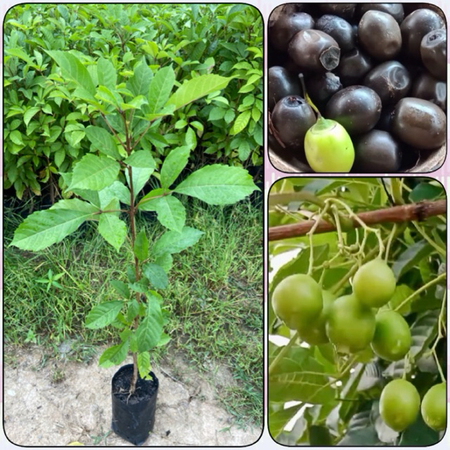 ต้นไข่เน่า ติดผลดกมาก ดอกกลิ่นหอม สมุนไพรไทย สรรพคุณเพียบ (สูง60-80cm) ต้นแข็งแรง พร้อมปลูก